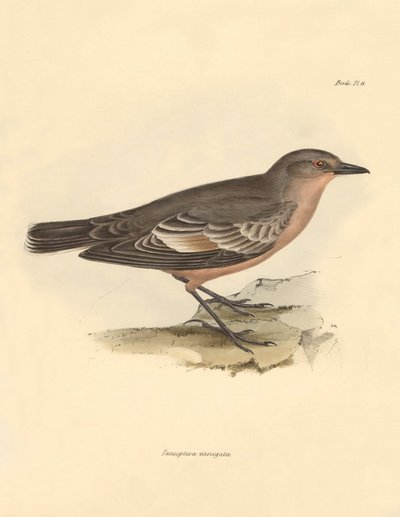 Ornitologia: Taenioptera variegata, jonka Charles Darwin kuvasi tutkimusmatkallaan Beaglella. Kilpi teoksesta "The Zoology of the voyage of H.M.S. Beagle under the command of Captain Fitzroy during the years 1832 to 1836 edited and supe tekijältä Unbekannter Künstler