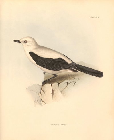 Ornitologia: fluvicola azarea" eli kärpässiipi, jonka Charles Darwin kuvasi tutkimusmatkallaan Beaglella. Kilpi teoksesta "The Zoology of the voyage of H.M.S. Beagle under the command of Captain Fitzroy during the years 1832 to 1836 edited". tekijältä Unbekannter Künstler