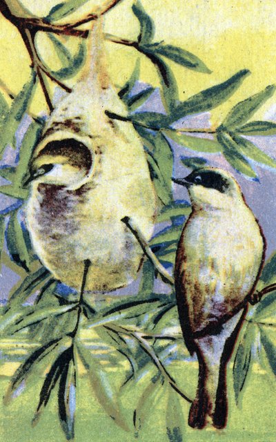 Ornitologia: Remiz (Remiz pendulinus) (Euraasian penduline it) Kromolitografia 1800-luvulla Yksityiskokoelma tekijältä Unbekannter Künstler