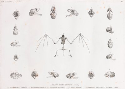 Lepakoiden osteoologia Egyptissä tekijältä Unbekannt