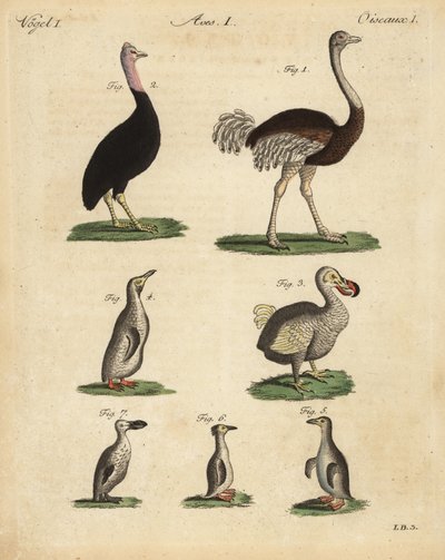 Strutsi, Struthio Camus, Cassowary, Struthio casuarius, sukupuuttoon kuollut dodo, Raphus cucullatus ja pingviinilajit tekijältä Unbekannt