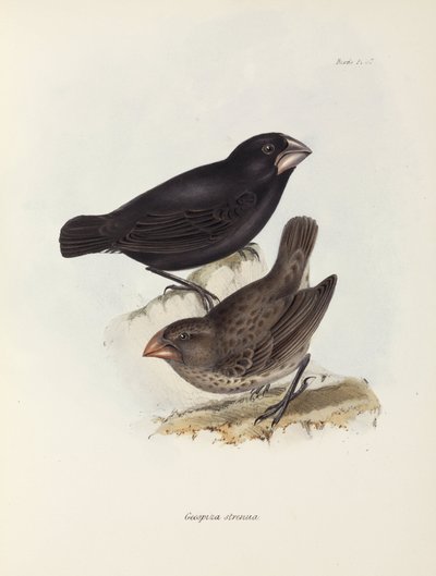 Peippopari, Galapagossaaret, n. 1832-1836 tekijältä Unbekannt