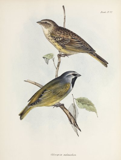 Varpus- tai peippopari, n. 1832-1836 tekijältä Unbekannt