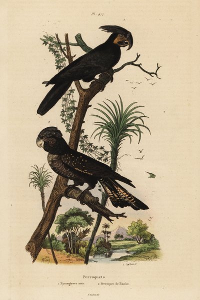 Palmukakadu, Probosciger aterrimus ja punahäntäinen musta kakadu, Calyptorhynchus banks Mycroglosse noir et Perroquet de Banks tekijältä Unbekannt