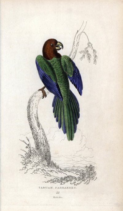 Parakeet pumpadour, Prosopeia tabuensis. Psittacus tabuensis. Joseph Kiddin litografia, joka perustuu John Audubonin piirrokseen, teoksessa Miscellany of Natural History: Papukaijat, Sir Thomas DiK Lauder ja kapteeni Thomas Brown, julkaistu Edinburghissa,  tekijältä Unbekannter Künstler
