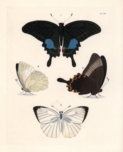 Pariisin riikinkukkoperhonen, Papilio paris 1,2, ja kirjava emigrantti, Catopsilia pyranthe 3.4. Käsin väritetty litografia John O. Westwoodin uudesta painoksesta Dru Druryn teoksesta "Illustrations of Exotic Entomology", Bohn, Lontoo. tekijältä Unbekannter Künstler