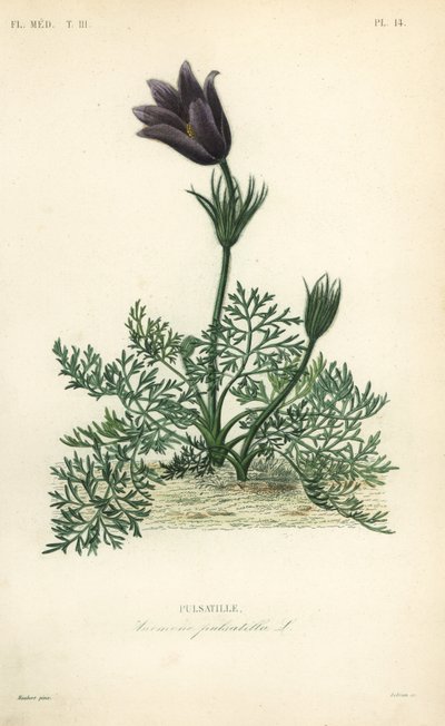 Pasqueflower tai tanskalainen veri, Anemone pulsatilla, Pulsatille tekijältä Unbekannt