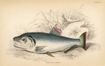 Payara, Hydrolycus armatus (Hydrocyon armatus). W.H. Lizarsin käsin väritetty teräskaiverrus James Stewartin kuvituksen mukaan Robert Schomburgin teoksesta Fishes of Guiana, osa Sir William Jardinen Naturalist