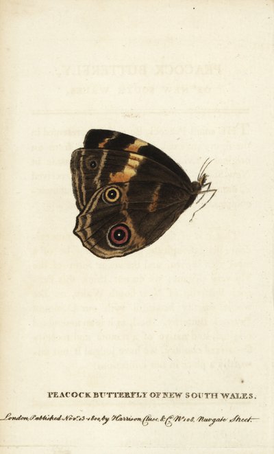 Uuden Etelä-Walesin riikinkukkoperhonen. Käsinväritetty kuparikaiverrus lehdestä "The Naturalist