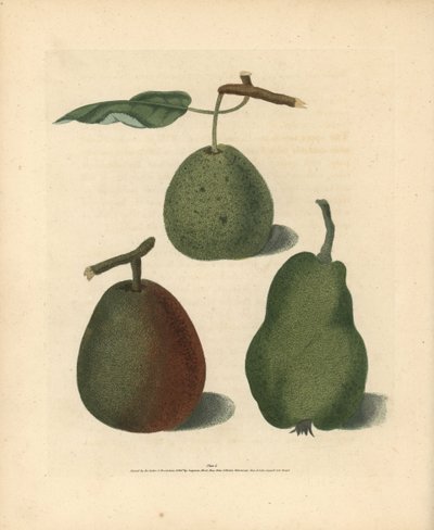 Pyrus communis -päärynälajikkeet: Cressan, Gansell