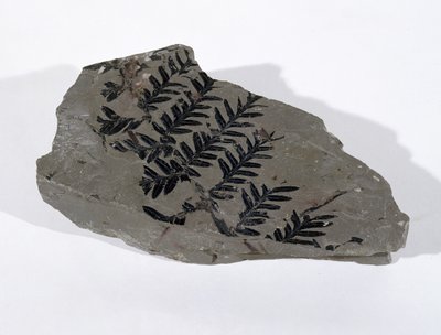 Pecopteris (Gymnosperm Frond) löydetty Camertonista, Somersetistä, Ylähiilikaudella (kuva) tekijältä Unbekannt