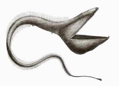 Pelikaani ankerias tai Eurypharynx pelecanoides, syvänmeren kala, jota ihmiset harvoin näkevät, "El Mundo Ilustradosta", julkaistu Barcelona, noin 1880 tekijältä Unknown