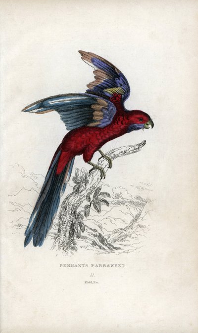 Pennantin papukaija, Psittacus pennantii. Platycercus elegans. tekijältä Unbekannter Künstler