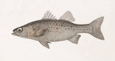 Perche Noct, lähikuva tekijältä Unbekannt