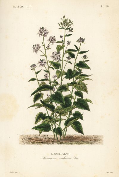 Monivuotinen rehellisyys, Lunaria rediviva, Lunaire vivace tekijältä Unbekannt