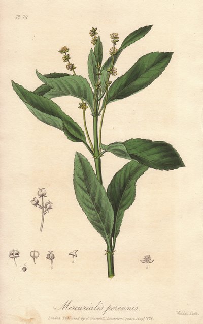 Perennial mercuriale tai monivuotinen tai koiran kaali (Mercurialis perennis) - William Clarken vahva vesi John Stephensonin ja James Morss Churchillin "Medical Botanical, Description of the Medicinal Plants of London, Edinburgh and Dublin" -kirjan kuvituk tekijältä Unbekannter Künstler