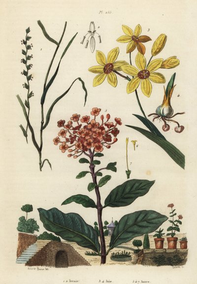 Monivuotinen ruisheinä, Lolium perenne 1,2 täplikäs afrikkalainen maissililja, Ixia maculata var tekijältä Unbekannt
