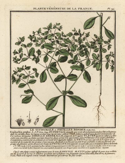 Petty spurge, Euphorbia peplus. tekijältä Unbekannter Künstler