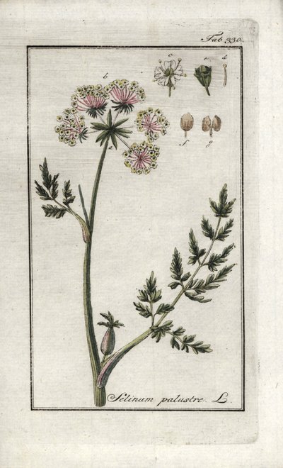 Peucedan suopersilja (Selinum marsh). Litografia Johannes Zornin (1739-1799) Alankomaiden teoksesta "Afbeelding der Artseny-Gewassen". tekijältä Unbekannter Künstler