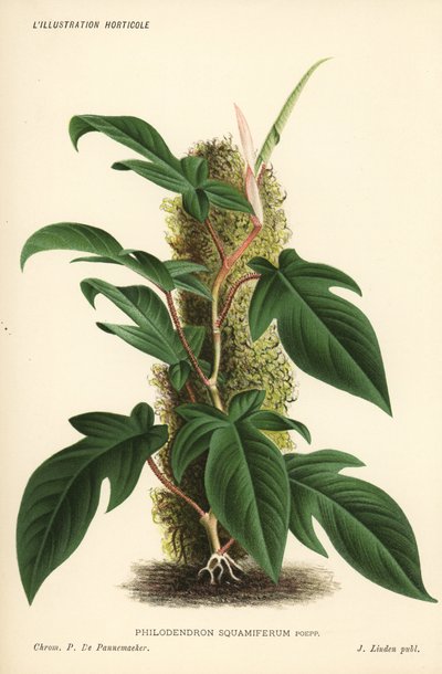 Philodendron squamiferum lehtikasvi. Pieter de Pannemaekerin kromolitografia Jean Lindenin l