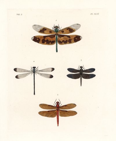 Kuvasiipisirppisirppis, Rhyothemis variegata 1, metsäkirppis, Neurothemis fulvia 2, pietarinsirppis, Neurothemis tullia 3, ja varjokirppis, Palaemnema Paulina 4. Käsinväritetty litografia John O. Westwoodin uudesta painoksesta Dru Druryn teoksesta "Il tekijältä Unbekannter Künstler