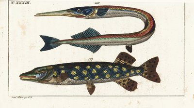 Hauki - Orphia - Hauki, Esox lucius 117, ja merinuoliainen, Belone belone 118. Käsinväritetty kuparipiirros Jacob Nilsonin mukaan Gottlieb Tobias Wilhelmin luonnonhistoriallisesta tietosanakirjasta: Fish, Augsburg tekijältä Unbekannter Künstler