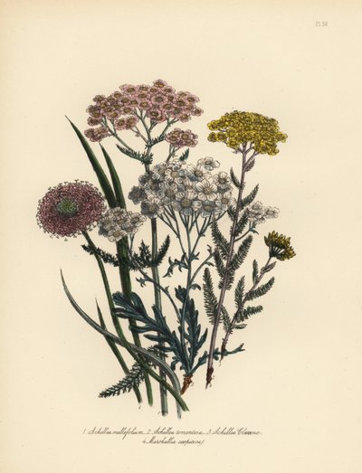 Vaaleanpunakukkainen ahomansikka, Achillea milfolium, kultainen siankärsämö, Achillea tomentosa, Clavenan hopealehtinen ahomansikka, Achillea clavenae, ja tuppisara, Marshallia caespitosa. Henry Noel Humphreysin käsin viimeistelemä kromolitografia, jonka o tekijältä Unbekannter Künstler