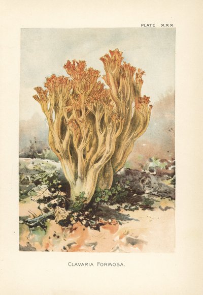 Vaaleanpunainen korallisieni tai kaunis Clavaria, Ramaria formosa (Clavaria formosa). Kromolitografia William Hamilton Gibsonin kasvitieteellisen kuvituksen mukaan hänen kirjastaan Our Edible Toadstools and Mushrooms. tekijältä Unbekannter Künstler