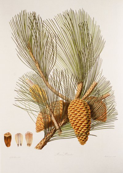 Pinus pinaster/Sea Pine/Maritime Pine tekijältä Unbekannt
