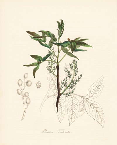 Pistacia terebinthus - Terebinttipuu tai chian tärpättipuu, Pistacia terebinthus. C. Chabot