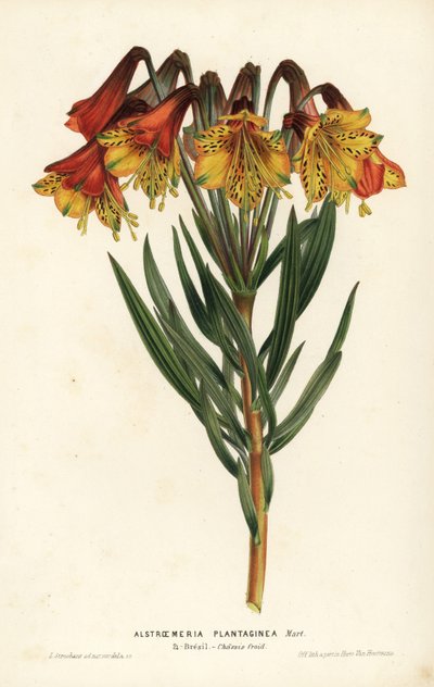 Plantain-leaved alstroemeria, Alstroemeria plantaginea. Brasilia. L. Stroobantin tekemä käsin väritetty litografia Louis van Houtten ja Charles Lemairen teoksesta Flowers of the Gardens and Hothouses of Europe, Flore des Serres et des Jardins de l