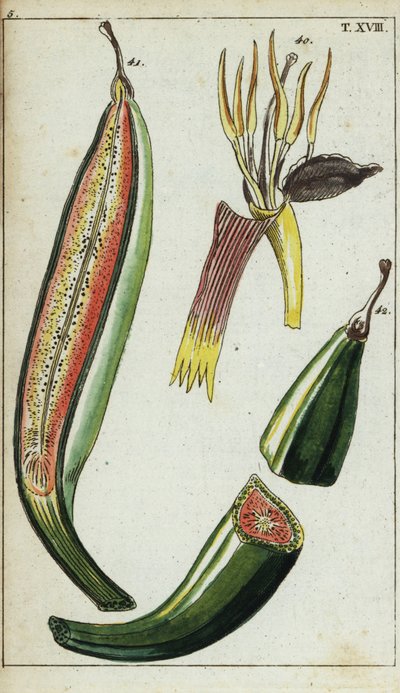 Plantains, Musa x paradisiaca. tekijältä Unbekannter Künstler