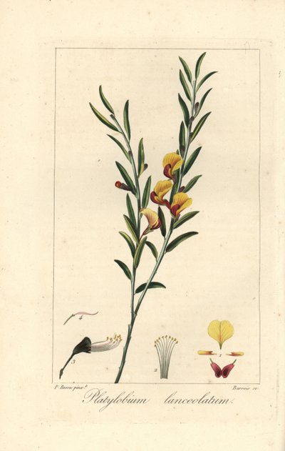 Platylobium lanceolatum, kotoisin Australiasta. Barrois