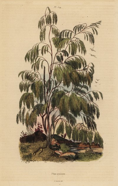 Plocama pendula pensas tekijältä Unbekannt