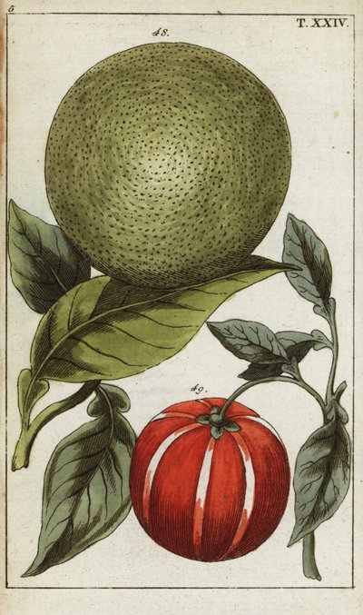 Pomelo tai pummelo, Citrus maxima. tekijältä Unbekannter Künstler