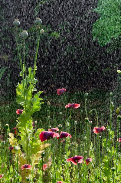 Unikon (Papaver somniferum) kukat ja siemenpäät kesäsateella, Gower, Etelä-Wales (kuva) tekijältä Unbekannter Künstler