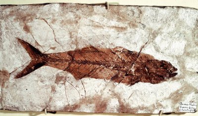 Esihistoria: Sgomber Speciosus -kalafossiili Bolca-vuoren paikalta tekijältä Unbekannt