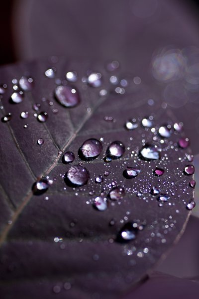 Purple Leaves II (valokuva) tekijältä Unbekannter Künstler
