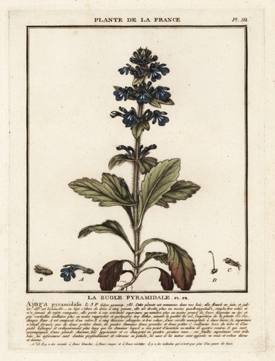Pyramidaalinen sipuli, Ajuga pyramidalis. tekijältä Unbekannter Künstler