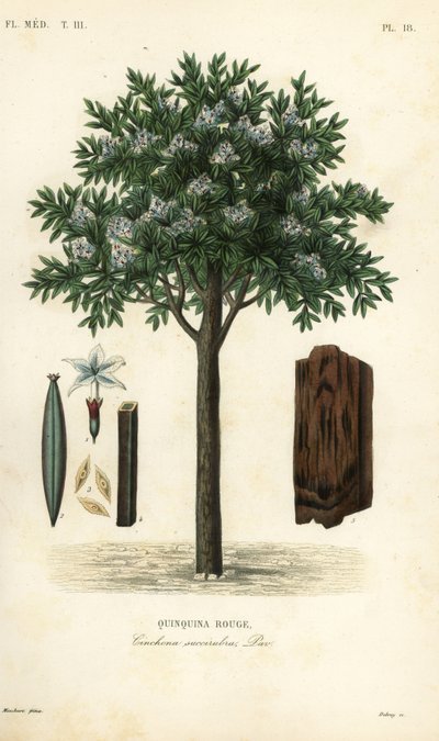 Kiniinipuu, ted cinchona tai quina, Cinchona pubescens, Cinchona succirubra, Quinquina rouge tekijältä Unbekannt