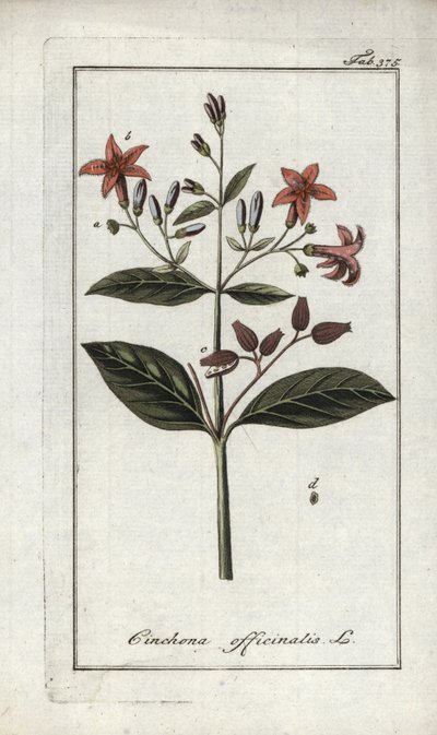 Quinquina (Cinchona officinalis). Litografia Johannes Zornin (1739-1799) teoksesta "Afbeelding der Artseny-Gewassen", Alankomaat. tekijältä Unbekannter Künstler