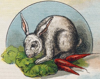 Kani syö porkkanaa. Kaiverrus "Alphabet de ma petite fille". Bernardin-Bechet ja Fils, kirjakauppias-kustantajat, Pariisi, noin 1895. Rikkoutumaton albumi kankaalle. Bibliotheque des Bebes. 12 sivua. Albumi, joka sisältää lukumenetelmän ja havainnollisen a tekijältä Unbekannt