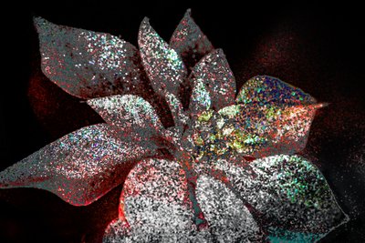 Rainbow Poinsettia rakkaani, 2017 (uudelleenmaalattu valokuva) tekijältä Unbekannter Künstler