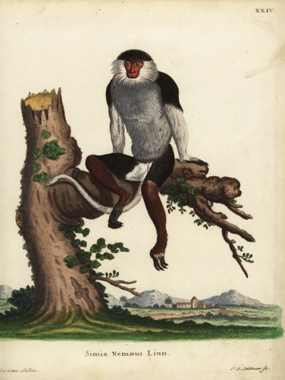 Punakylkinen douc, Pygathrix nemaeus. Uhanalainen. Simia nemaeus Linn. Johann Sebastian Leitnerin käsin tekemä kuparikaiverrus Jacques de Seven kuvituksen mukaan Johann Christian Daniel Schreberin teoksesta Animal Illustrations after Nature eli Schre tekijältä Unbekannter Künstler
