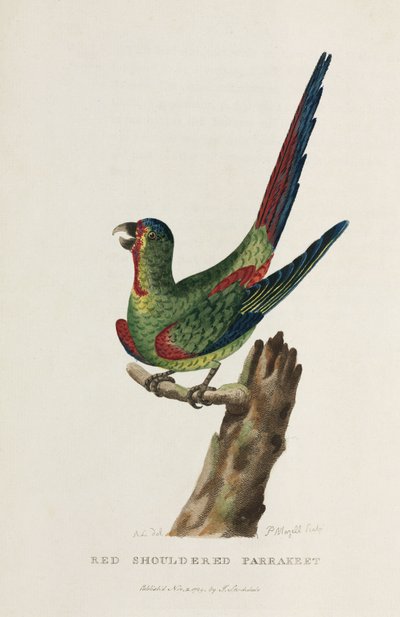 "Red Shouldered Parrakeet", Australia, n. 1788 tekijältä Unbekannter Künstler