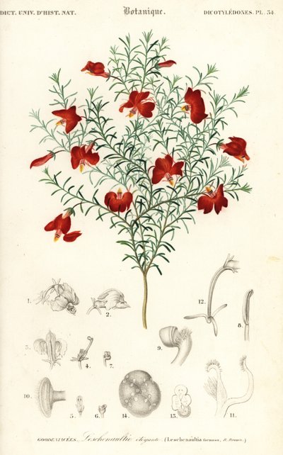 Punainen leschenaultia, Leschenaultia formosa., 1849 (kaiverrus) tekijältä Unbekannter Künstler