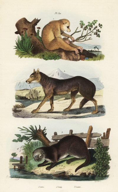 Punainen hoikka loris, Loris tardigradus uhanalainen 1, susi, Canis lupus 2 ja saukko, Lutra lutra 3 tekijältä Unbekannt