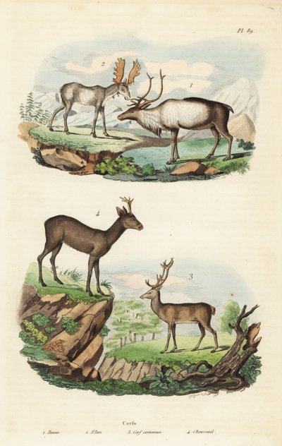 Poro, Rangifer tarandus 1, hirvi, Alces alces 2, punahirvi, Cervus elaphus 3 ja euroopan kauri, Capreolus capreolus 4 tekijältä Unbekannt