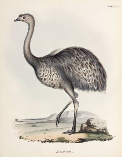 Rhea, Etelä-Amerikka, n. 1832-1836 tekijältä Unbekannter Künstler