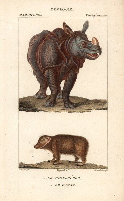 Rhinoceros et daman ou clade - Eau forte, Jean Gabriel Pretre (1780-1845), kaiverrettu Carnonkelin toimesta, Frederic Cuvierin luonnontieteiden sanakirjaa varten: nisäkkäät, toimittanut Pierre Jean Francois Turpin (1775-1840), julkaissut F.G.Levrault, Pari tekijältä Unbekannter Künstler
